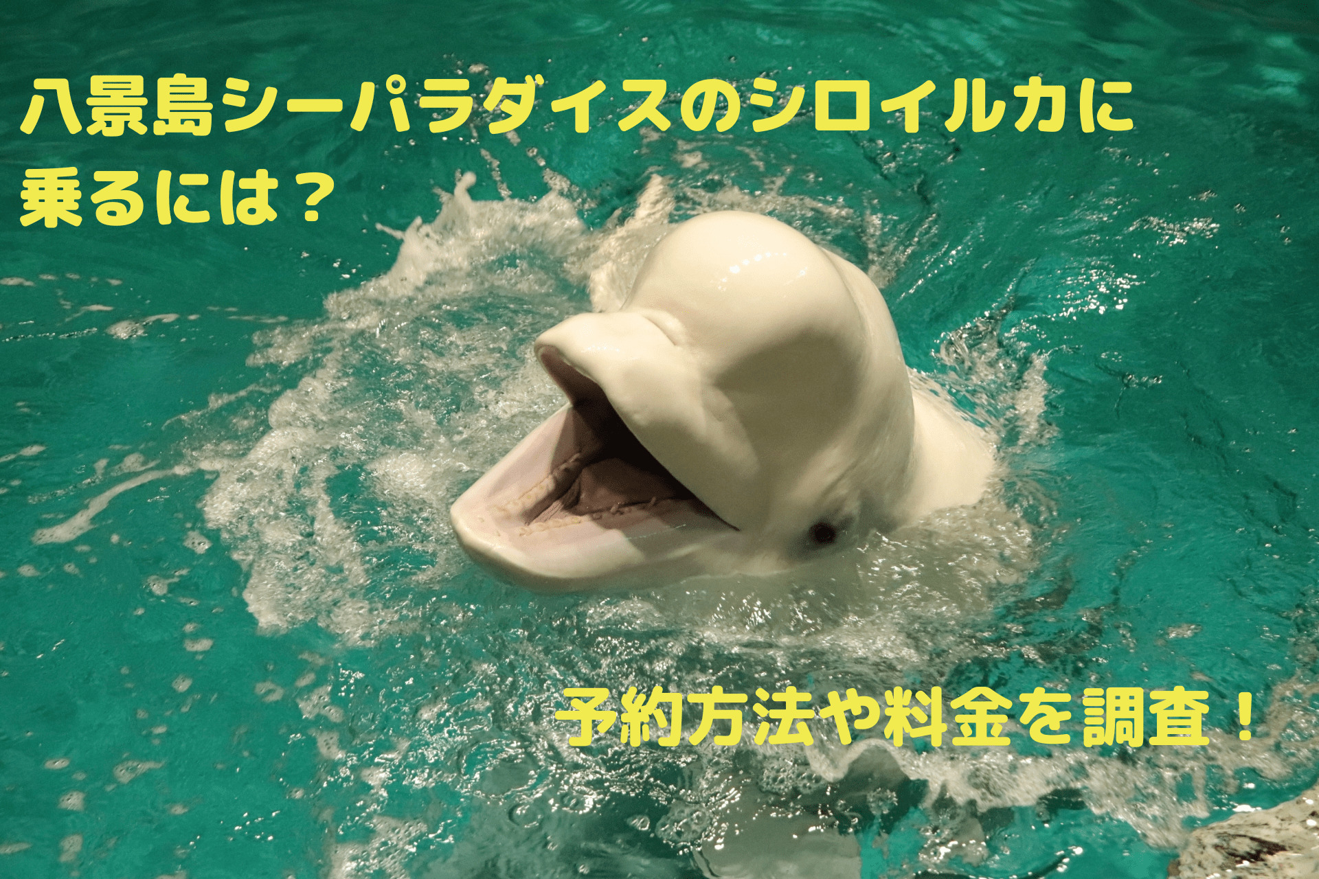 八景島シーパラダイスのシロイルカに乗るには 予約方法や料金を調査 サクシリ